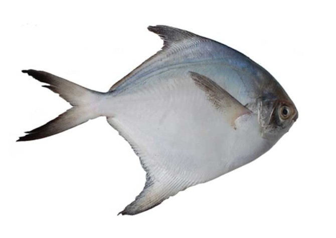 ماهی حلوا سفید - ماهی جنوب - خرید ماهی - فروش اینترنتی ماهی - فیله ...