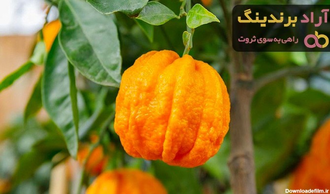 خرید بهار نارنج خشک شده + بهترین قیمت - آراد برندینگ