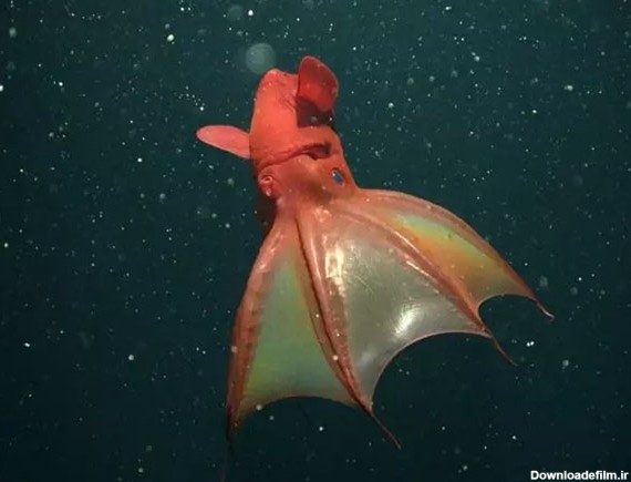 ۱۰ گونه از عجیب‌ترین و ترسناک‌ترین موجودات اعماق دریا