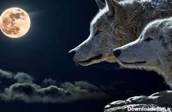 عکس گرگها شب مهتابی gorg nar madeh