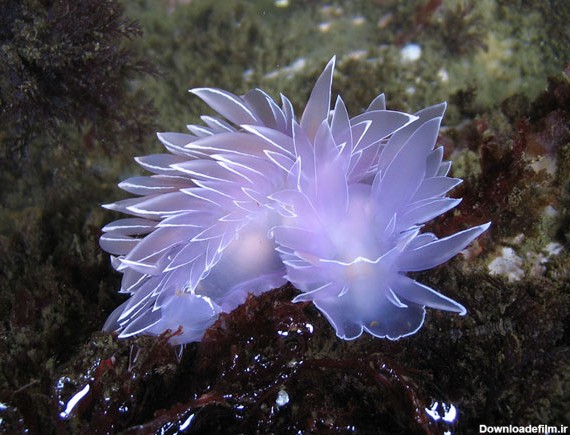 موجودات دریایی عجیب و زیبا