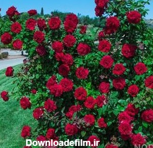 عکس گل رز در باغچه - عکس نودی