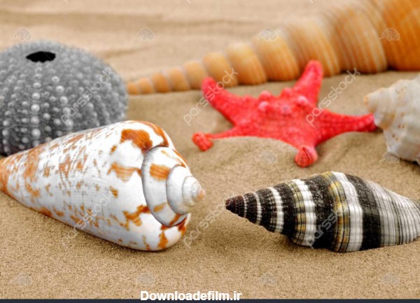 عکس صدف های دریا - عکس نودی
