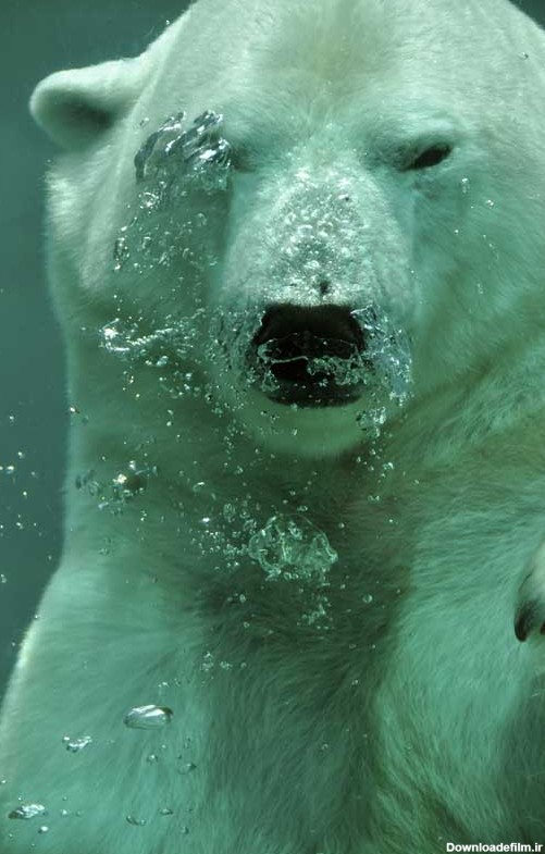 تصویر خرس قطبی داخل آب | تیک طرح مرجع گرافیک ایران