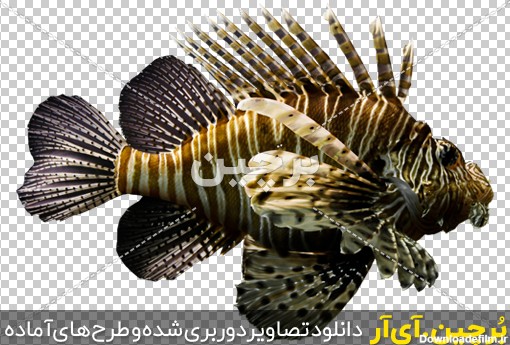 عکس ماهی عجیب و غریب | بُرچین – تصاویر دوربری شده، فایل های ...