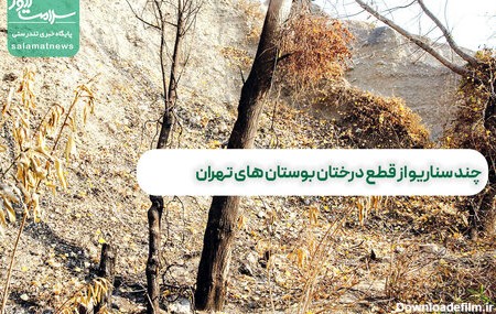 چند سناریو از قطع درختان بوستان های تهران