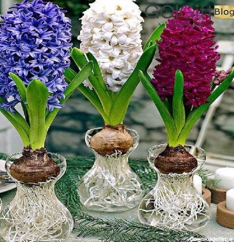 گل سنبل - فروشگاه اینترنتی اصفهان گل