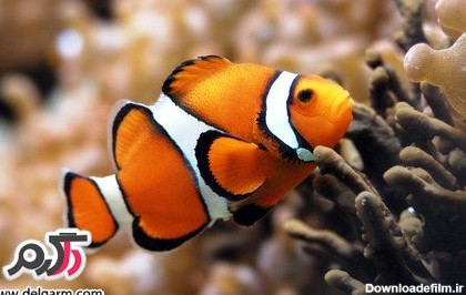 تصاویری از ماهی های زیبا و عجیب و غریب