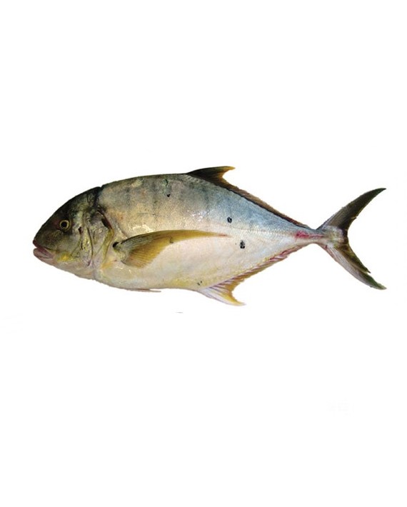 ماهی جش سفید – فروشگاه اینترنتی ماهی جنوب