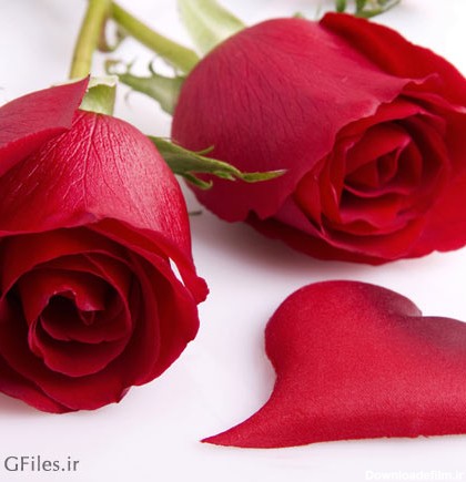 عکس دو شاخه رز قرمز در کنار یک گلبرگ قلب مانند به صورت عاشقانه
