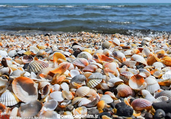 صدف‌های زیبای دریای خزر - تصاوير بزرگ - بهار نیوز