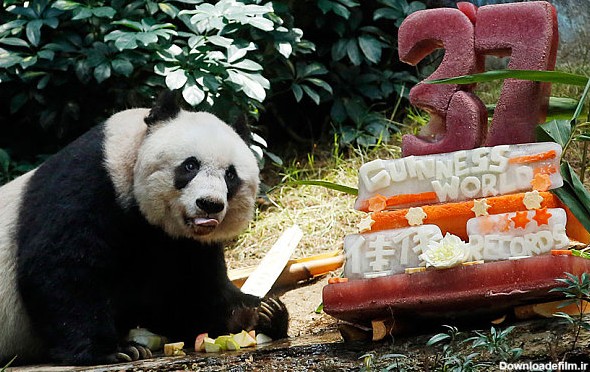کیک تولد پیر ترین خرس پاندای دنیا+ تصاویر