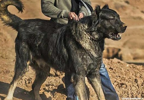 مشخصات کامل، قیمت و خرید نژاد سگ سرابی (Persian mastiff) | پت راید