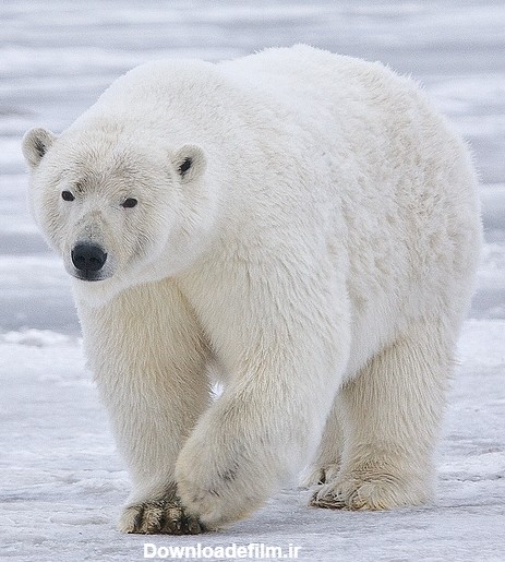 خرس قطبی - ویکی‌پدیا، دانشنامهٔ آزاد