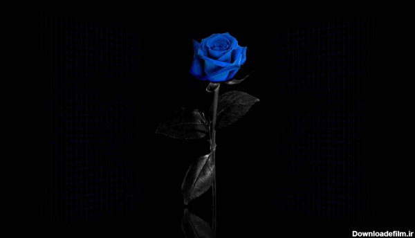 پروفایل گل آبی در محیط مشکی رنگ خاص