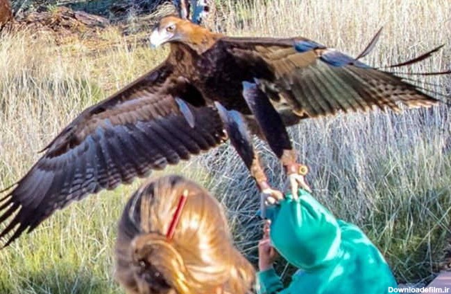 تصاویر عقابی که قصد شکار یک پسربچه 7 ساله را داشت