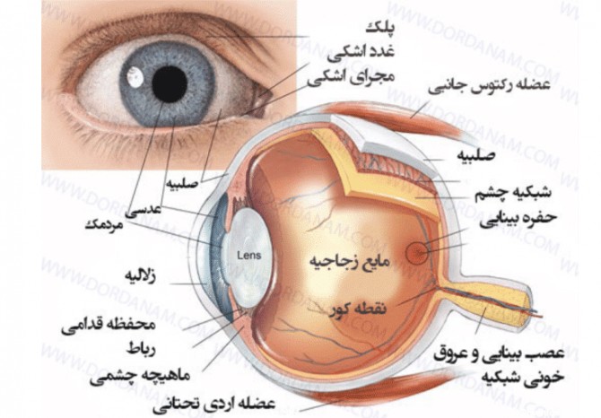 ساختمان چشم - کلینیک چشم پزشکی پارسیان