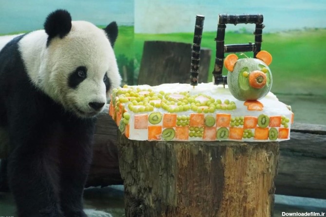 فرارو | (ویدئو) جشن تولد ۱۸ سالگی خرس‌های پاندا