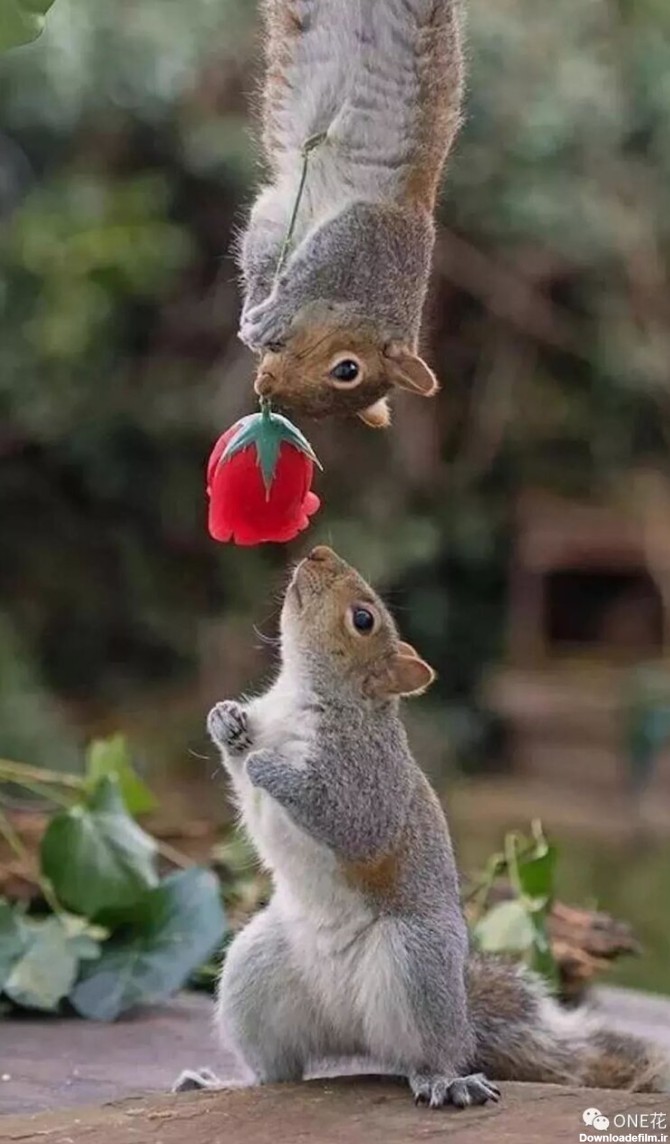 فرارو | (عکس) سنجاب‌ها به جفتشان گل هدیه می‌دهند!