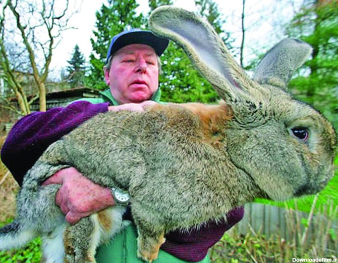 تصاویر | زیباترین خرگوش‌های جهان را ببینید - همشهری آنلاین