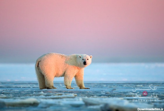 غروبی در پس‌زمینه خرس‌های قطبی