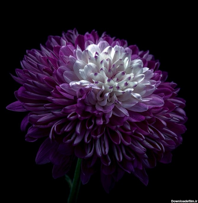 عکس گل داودی آبی رنگ با کیفیت بالا | image 8k flowers ...