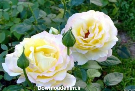 عکس گل رز در باغچه - عکس نودی