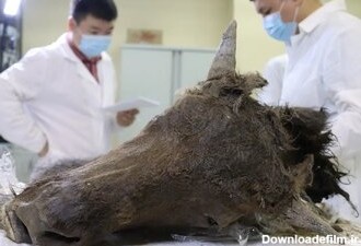 حیوان باستانی منقرض شده به حیات باز می‌گردد؟/ عکس