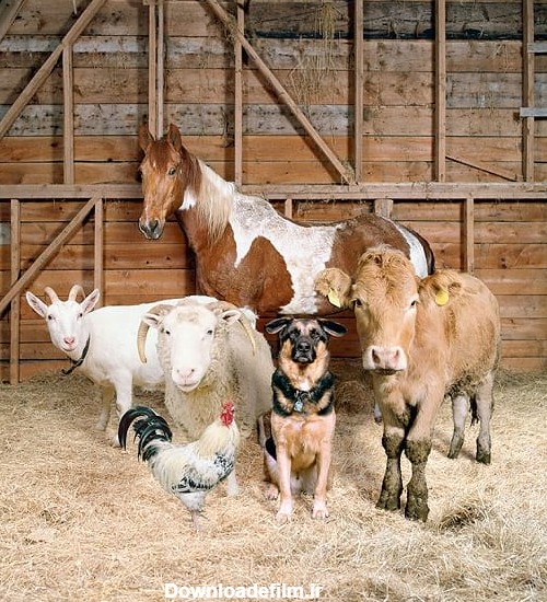 عکس حیوانات مزرعه واقعی