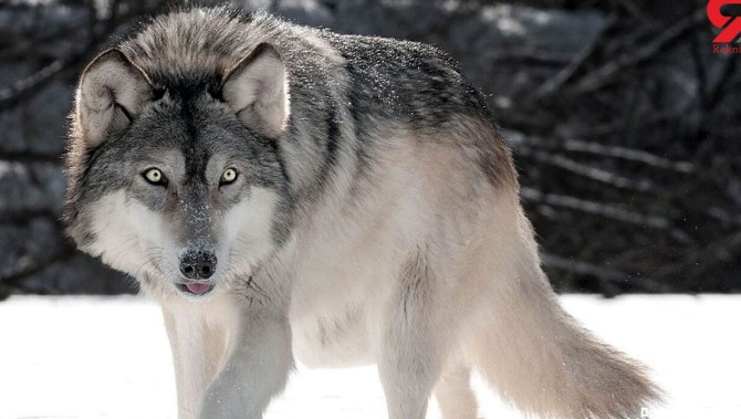 (عکس) غول‌پیکرترین گرگ جهان، یک شکارچی باشکوه