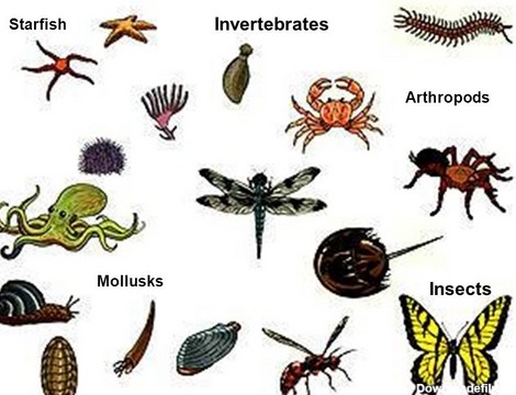 حشرات بی مهره هستند؟ | تحقیق در مورد حشرات بی مهره به همراه عکس ...