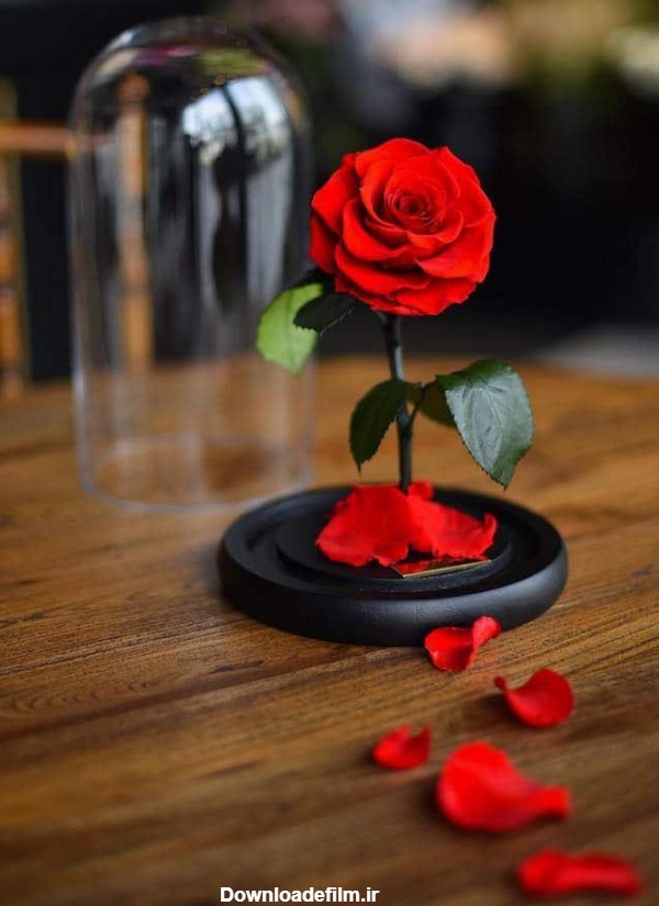 عکس گل با گلدان برای پروفایل