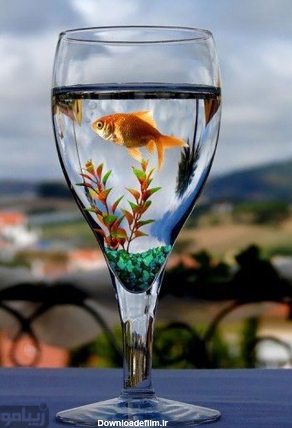 ایده های جالب برای تنگ ماهی - زیبامون