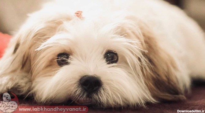 سگ شیتزو درسایت ارائه خدمات تخصصی به حیوانات خانگی لبخند حیوانات