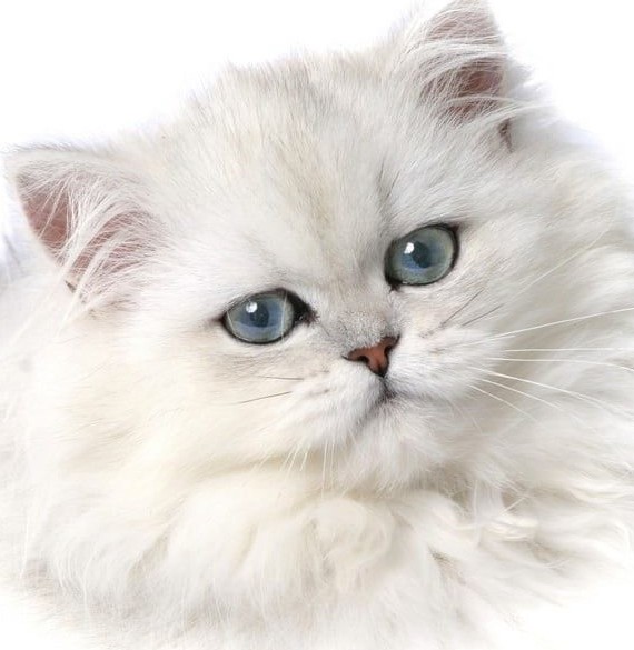 در مورد گربه پرشین چه می دانید؟ - پت شاپ آنلاین