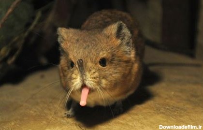 عجیب ترین جانور کشف شده در کویر نامیبیا +عکس