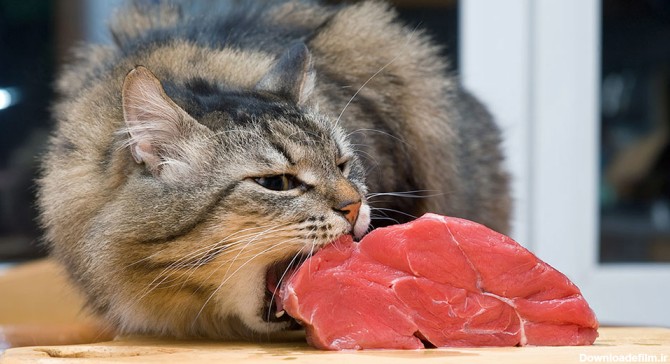 گربه ها ذاتا گوشت خوارند.