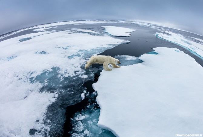 عکس روز نشنال_جئوگرافیک/خرس قطبی