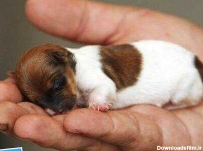 کوچک ترین سگ دنیا... - عکس ویسگون