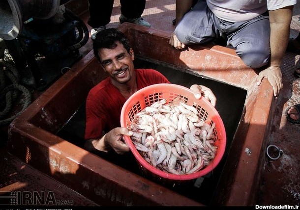 ماهی و میگو در اسکله های بوشهر (عکس)