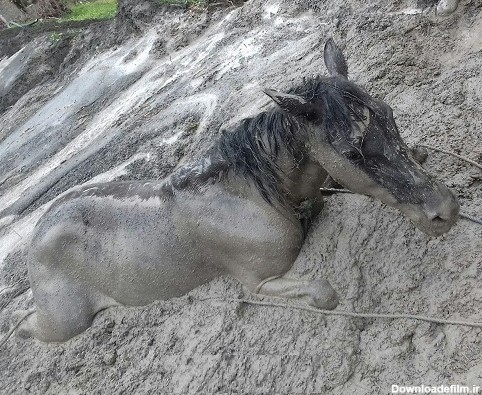 اسب در گل گیر کرده در روستاهای خراسان رضوی +عکس