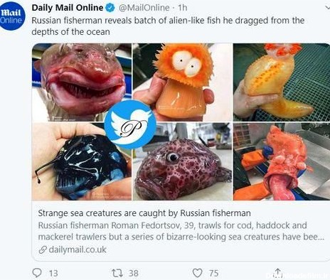 ماهی های عجیب و غریب