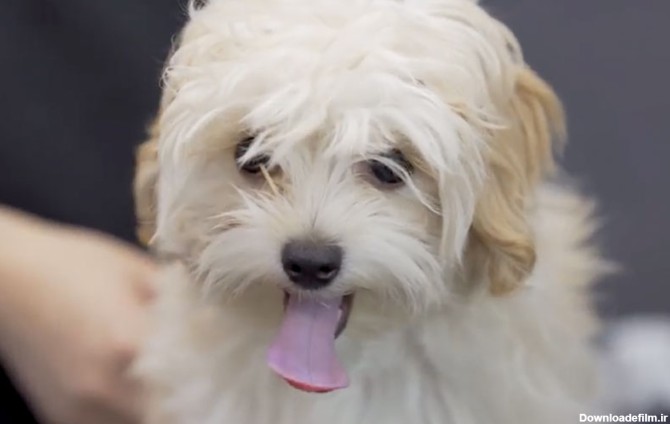 معرفی کامل سگ نژاد مالتیز + ویدیو | دنیای حیوانات