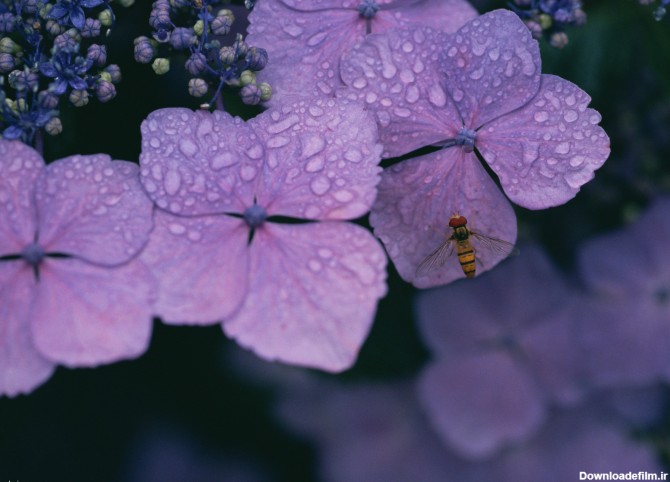 زنبور بر روی گل - گالری تصاویر نقش