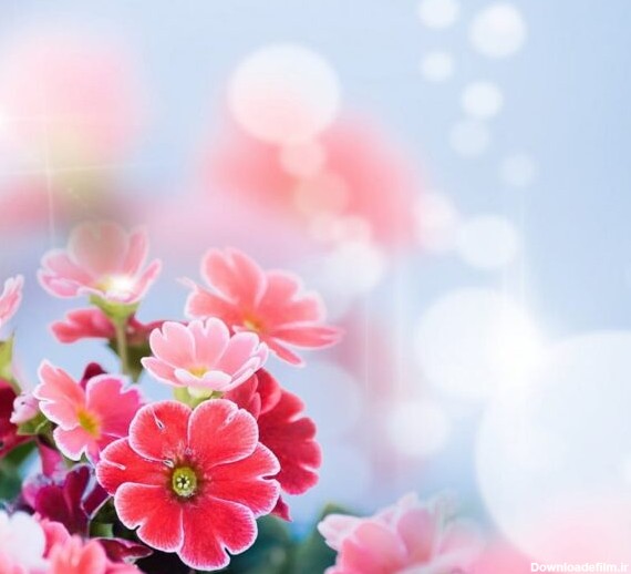 عکس گل زیبا و خاص برای پروفایل 