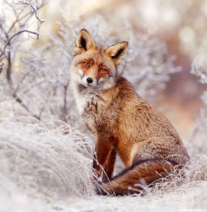 تصاویر: ژست‌های جالب روباه‌ها در هوای برفی