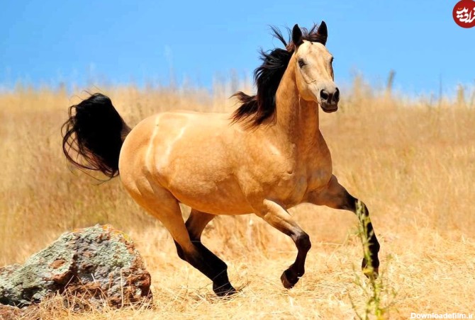افسانه اسب عرب حقیقت دارد؟