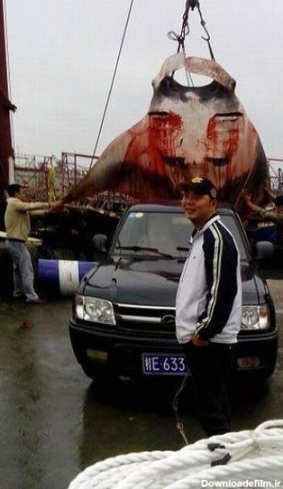 شکار بزرگترین شیطان دریایی + عکس