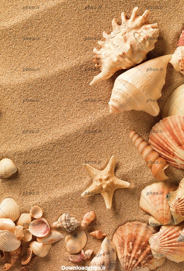 عکس صدف ها و شل ها و ستاره دریایی زیبا روی شن از نزدیک – عکس با ...