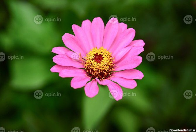 دانلود عکس گل های زینیا گل های رنگارنگ گل های استوایی تایلندی | اوپیک